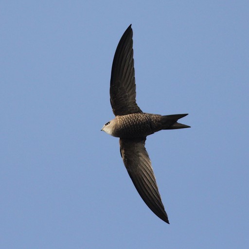 image Pallid Swift
